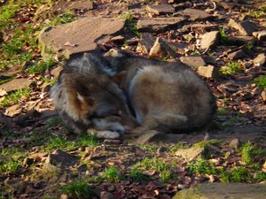 DSCF5570 (Andere).JPG