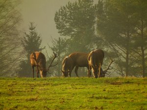 DSCF5647 (Andere).JPG