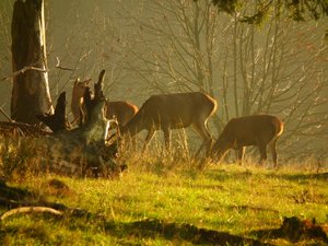 DSCF5649 (Andere).JPG