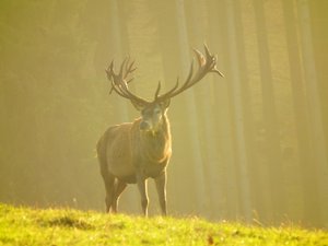 DSCF5661 (Andere).JPG