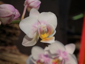 DSCF7212 (Andere).JPG