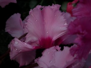 DSCF7216 (Andere).JPG