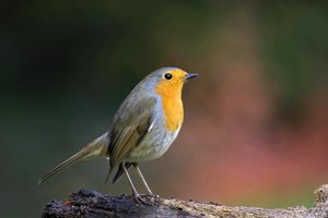 verkl.forumCRW_2354.jpg verkl.forumCRW_2354.jpg