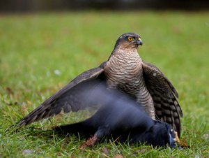 verkl.forum1196 10D.jpg