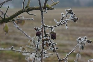 Forum DSC06888 (c) PPf.jpg