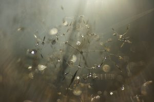 Forum DSC06466 Nex 5r + Elicar 2,5 90mm (c) PPf.jpg