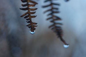 Forum DSC06484 Nex 5r + Elicar 2,5 90mm (c) PPf.jpg