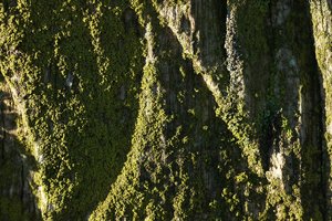 Forum DSC06505 Nex 5r + Elicar 2,5 90mm (c) PPf.jpg