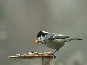 TannMeisKern_filtered.jpg TannMeisKern_filtered.jpg