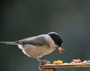 SMeisPod7.jpg SMeisPod7.jpg