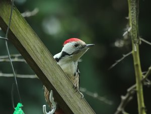 BSpechtKnöd_filtered.jpg BSpechtKnöd_filtered.jpg