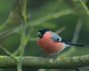 DPfaffAst_filtered.jpg DPfaffAst_filtered.jpg