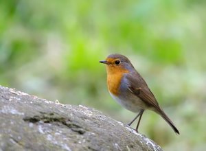 RotKehlSteinRW4_filtered.jpg RotKehlSteinRW4_filtered.jpg