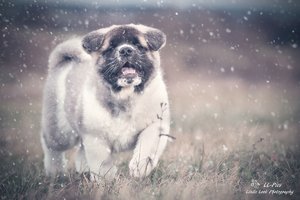 comp__MG_9209a.jpg comp__MG_9209a.jpg