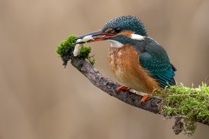 9A1A0090.jpg 9A1A0090.jpg