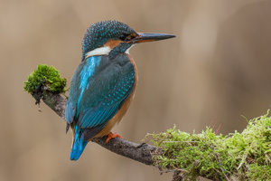 9A1A0104.jpg 9A1A0104.jpg