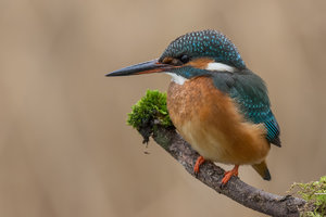 9A1A0107.jpg 9A1A0107.jpg