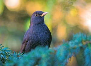 verkl.forum3926 2 (2).jpg