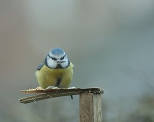 Blaumeis4.jpg Blaumeis4.jpg