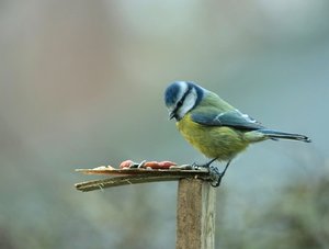 Blaumeis1.jpg Blaumeis1.jpg