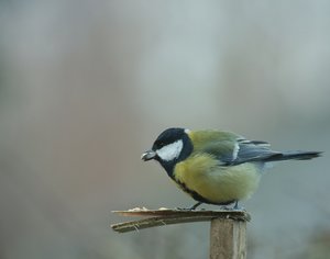 Kohlmeis2.jpg Kohlmeis2.jpg