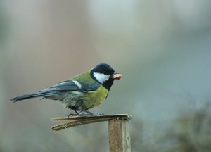 Kohlmeis.jpg Kohlmeis.jpg