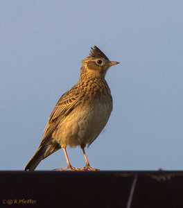 IMG_0188.jpg IMG_0188.jpg