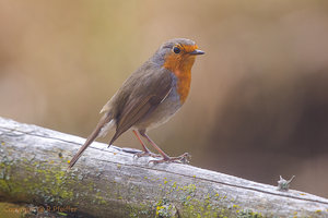 IMG_3349.jpg IMG_3349.jpg