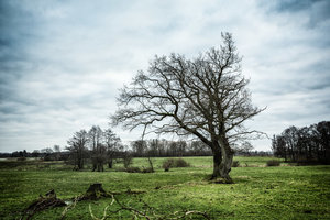 Winter Tree 1400_500.jpg