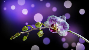 OrchideeBokeh.jpg