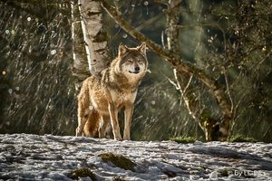 comp__MG_9259.jpg comp__MG_9259.jpg