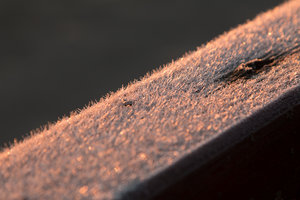 IMG_3173All rights reserved.jpg