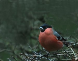 DompfM_filtered.jpg DompfM_filtered.jpg