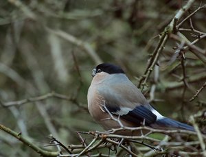 DompfaffW.jpg DompfaffW.jpg