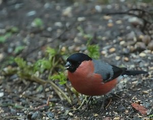 DPaffM3_filtered.jpg DPaffM3_filtered.jpg