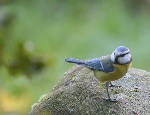 BlMeisStein5_filtered.jpg BlMeisStein5_filtered.jpg