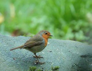 RotKehlStein5_filtered.jpg RotKehlStein5_filtered.jpg