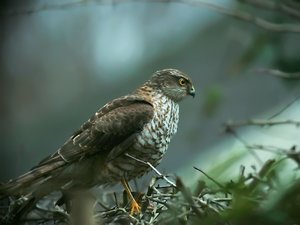 Sperber_filtered.jpg Sperber_filtered.jpg