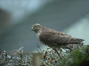 Sperber1_filtered.jpg Sperber1_filtered.jpg