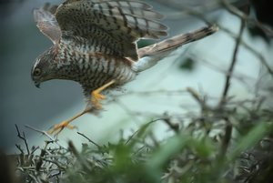 SperberFlug_filtered.jpg SperberFlug_filtered.jpg