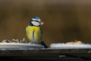 GRA_20150113_7D_4302_sm.jpg GRA_20150113_7D_4302_sm.jpg