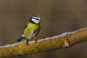 GRA_20150113_7D_4343_sm.jpg GRA_20150113_7D_4343_sm.jpg