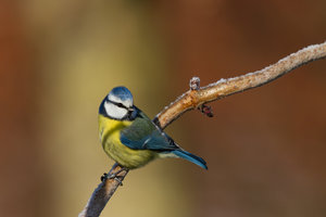 GRA_20150113_7D_4303_sm.jpg GRA_20150113_7D_4303_sm.jpg