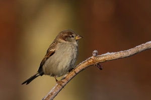 GRA_20150113_7D_4297_sm.jpg GRA_20150113_7D_4297_sm.jpg