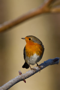 GRA_20150113_7D_4337_sm.jpg GRA_20150113_7D_4337_sm.jpg