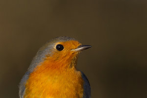 GRA_20150113_7D_4321_sm.jpg GRA_20150113_7D_4321_sm.jpg