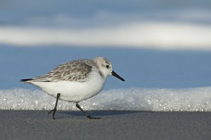 20150116_2118_Helgoland_Sanderling01.JPG