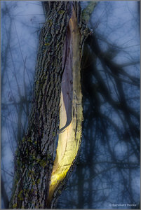 Baumspalte_1_0543.jpg