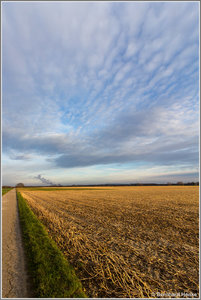 Feld_Oppendorf_0766.jpg Feld_Oppendorf_0766.jpg