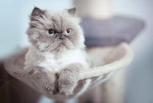 20150111-GS7A3066-2 bearb..jpg